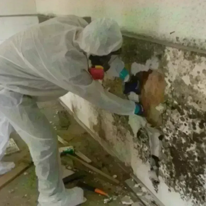 Mold Remediation and Removal in Mason County, WA